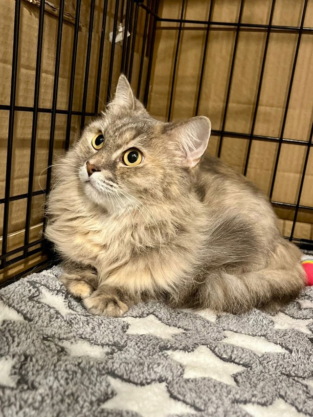 SOS 🆘 SOS 🆘 SOS 🆘 SOS 🆘 SOS 🆘 SOS
ДАШЕНЬКА 🐈
Кошку снова на...