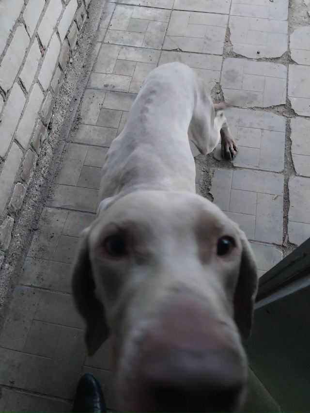 Гуляет у проходной мясокомбината, хозяин откликнись! С...