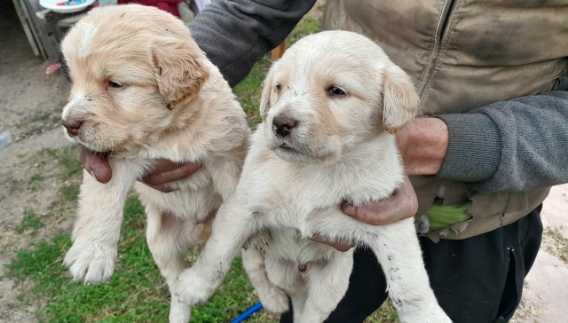 Здравствуйте. Может кому нужны девочки и 1 мальчик ( ма?...