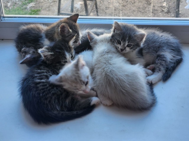 ❗Внимание, любители котиков! 🐱
🎉У нас в семье появил...