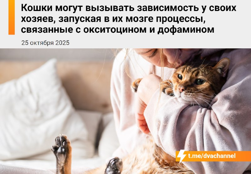 Кошки вызывают зависимость у своих хозяев, выяснили учёные
Когда они трутся о ногу или садятся на к