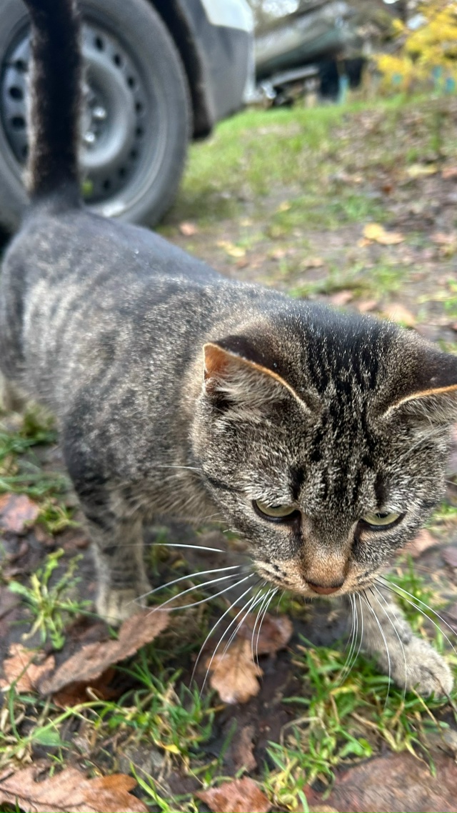 Подрощенные котята в добрые руки.
Деревенские подрощ?...