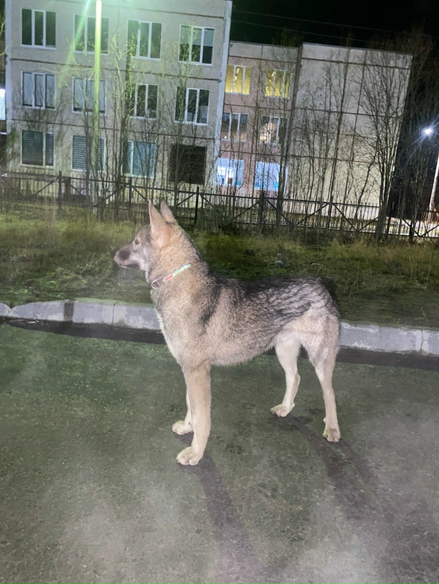 Чей пёс? Бегает в районе Сидоренко 4,6,8.