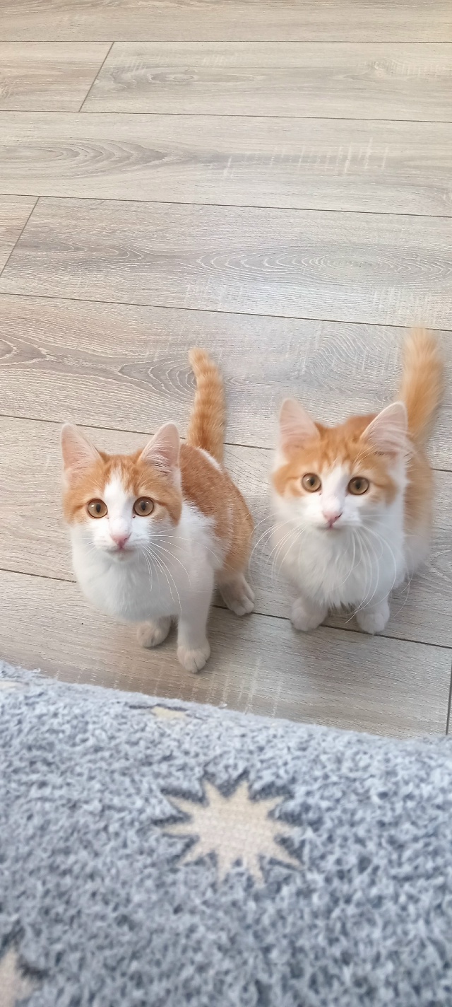 Отдам котят в добрые руки. Рыжие мальчики, трёхцветная ...