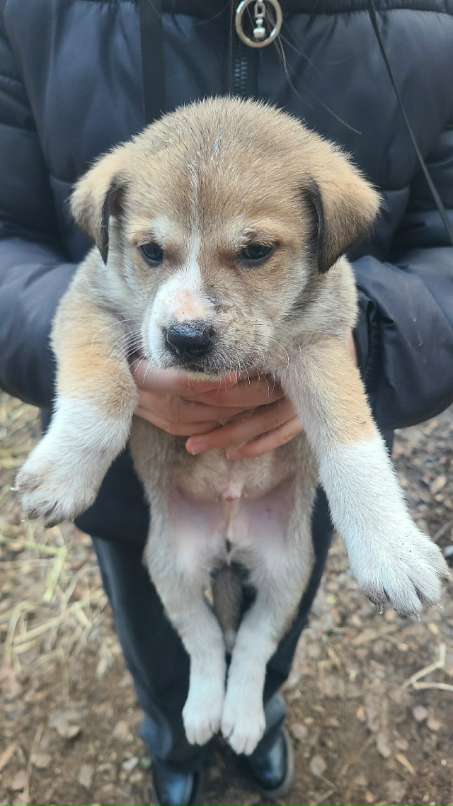 Животные
1. Кому нужен котик, сидит около магазина « Св?...