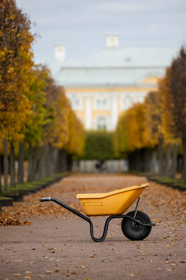 Золотой листопад в Петергофе 🍁