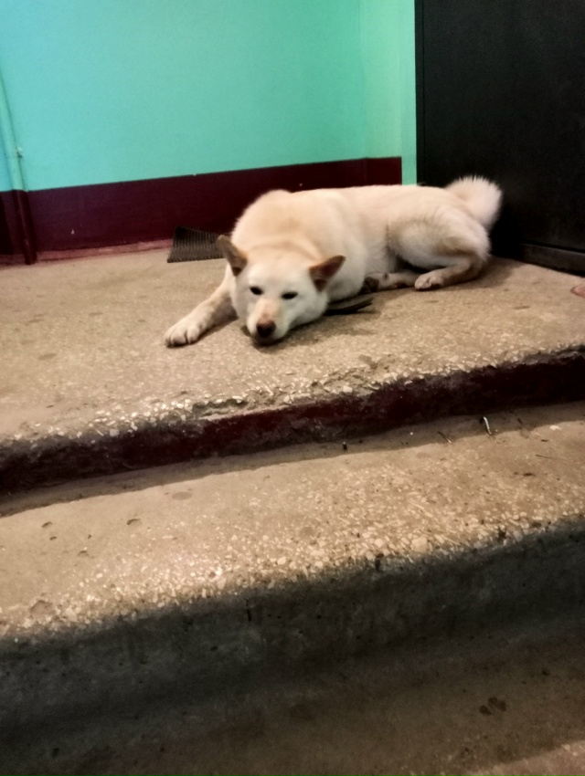 Отдается в хорошие руки, желательно охотникам собака-л...