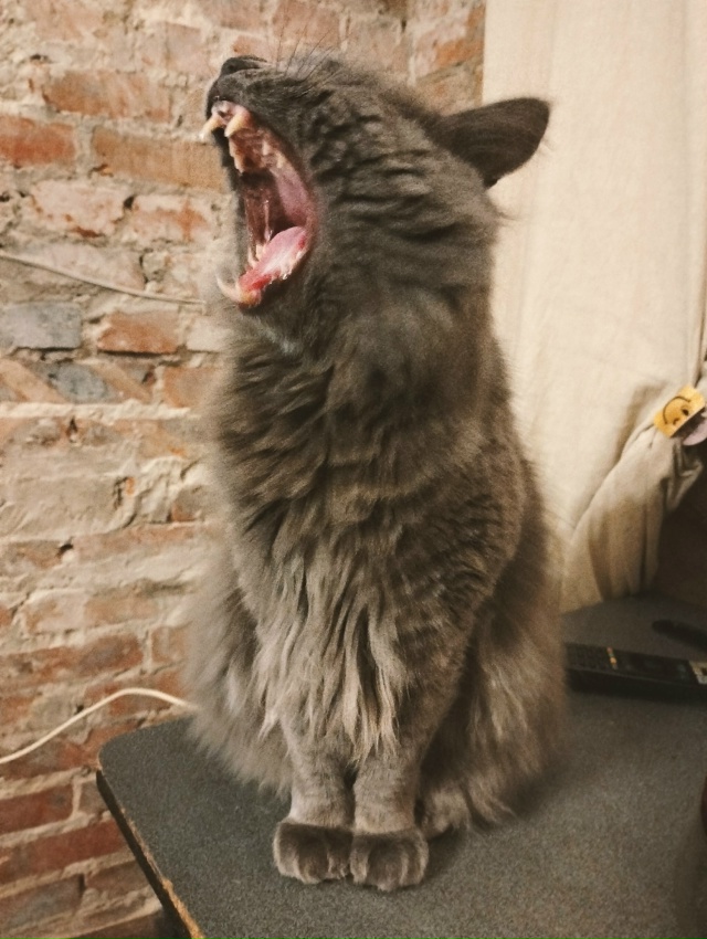 Котики не зевают - котики поют 🎶🐾🐾