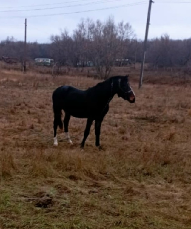 Продаётся жеребец. Все вопросы по телефону 89228514815