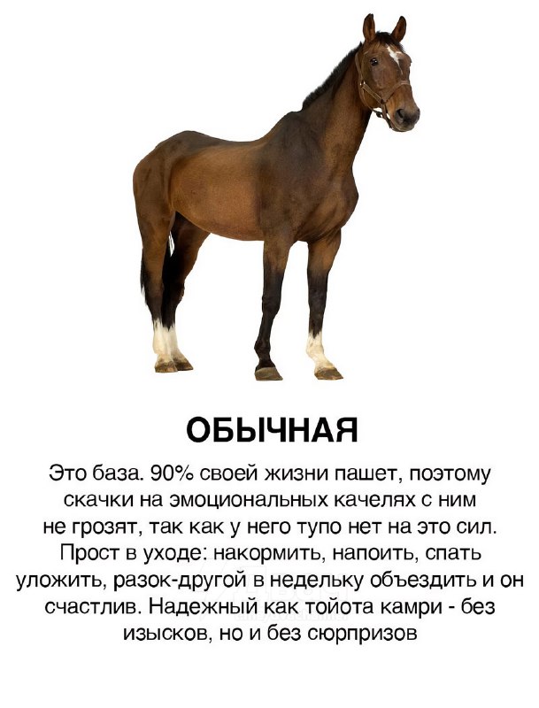 Появилась классификация парней в виде коней
Ищем себя, скидываем кентам