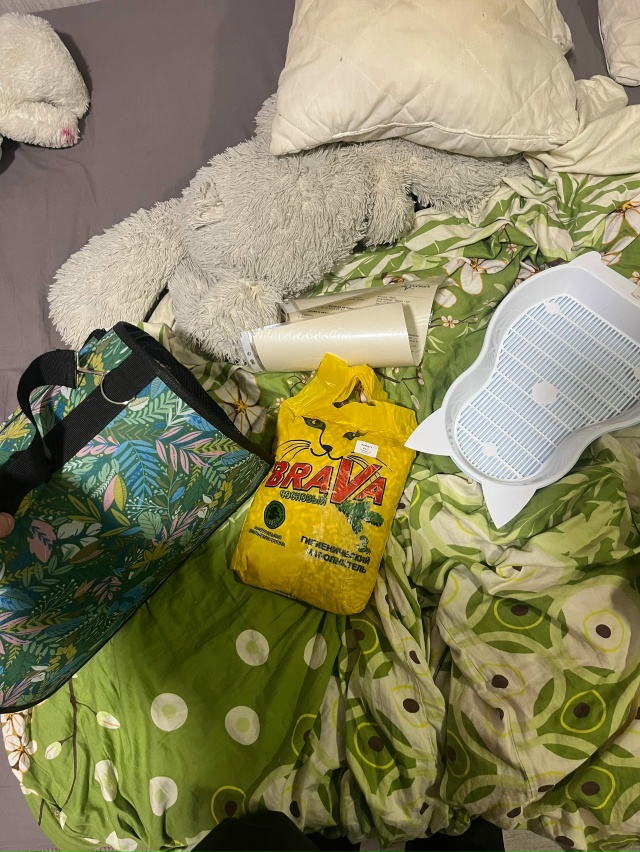 отдам котенка в хорошие руки, забрали его сегодня, отве...