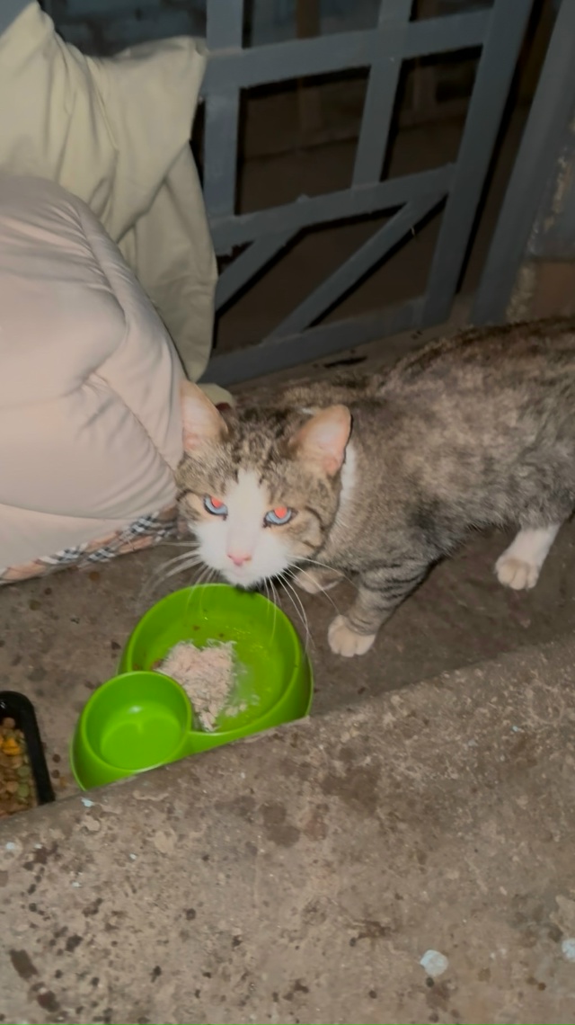 В подъезде на верхней прибился котик, может кто потеря?...