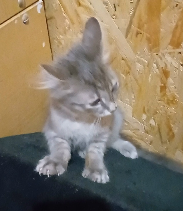 Ищем дом и любящих хозяев котику.Был подобран на улице ...
