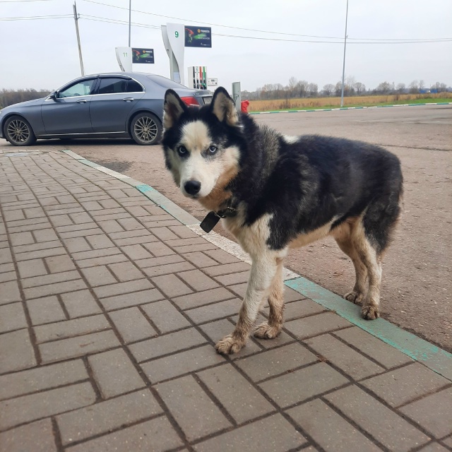 Второй день обитает на Татнефти за Суринским! Посмотри...