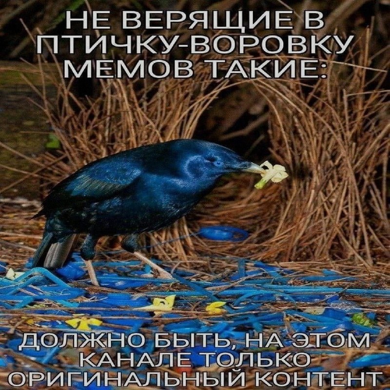 Ночная подборочка
Спать, режим
