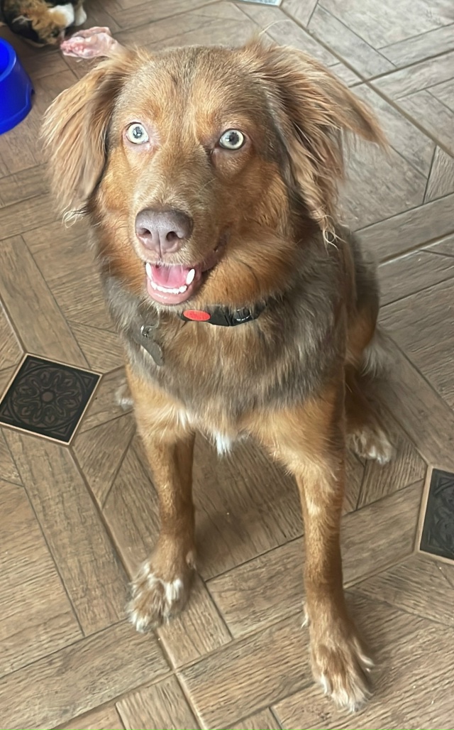 ПРОПАЛА СОБАКА! Убежала из СНТ «Скала». Зовут Мила, на н...