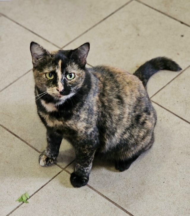 💛Красавица Мурка ищет дом!!!🖤
Трёхцветная, гладкошё...