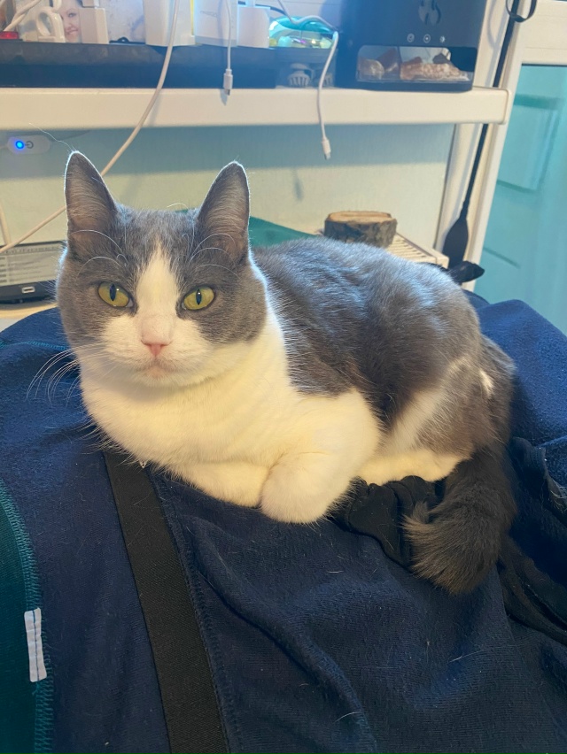 Мурёночка полюбила спать в корзине для белья. А так же ?...