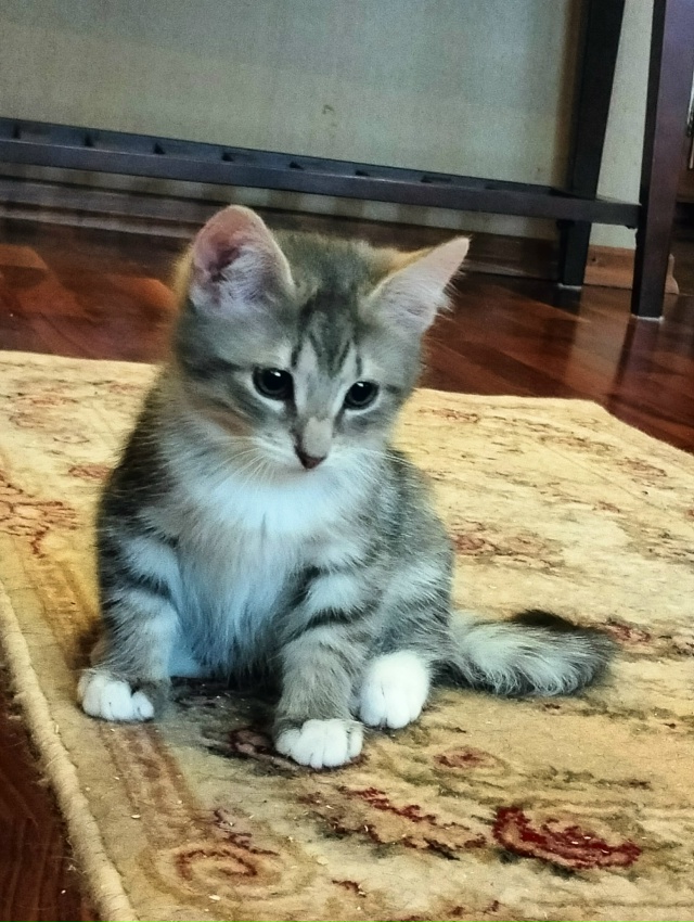 Санкт Петербург и ЛО! Мальчишка Тай ищет дом и своего х?...