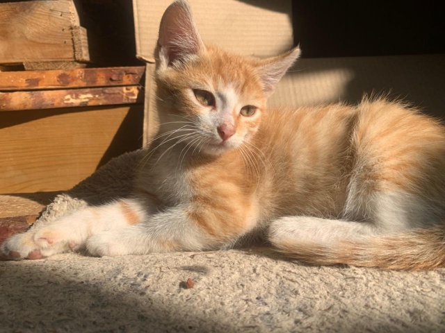 3 фотогеничных котенка-мальчика ищут дом 🏠 сейчас вре?...