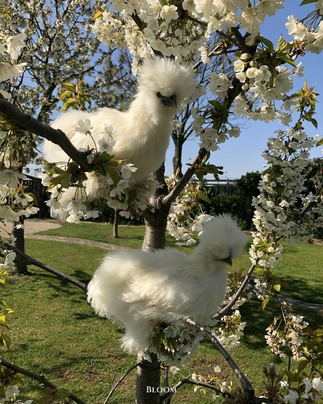 Это китайские шёлковые курочки — одна из самых необыч?...