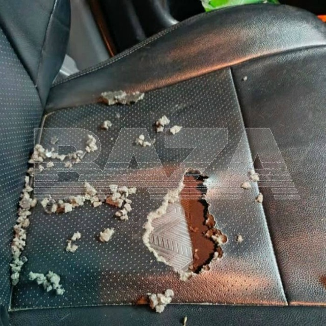 Крысы начали нападать на автомобили россиян после пон?...