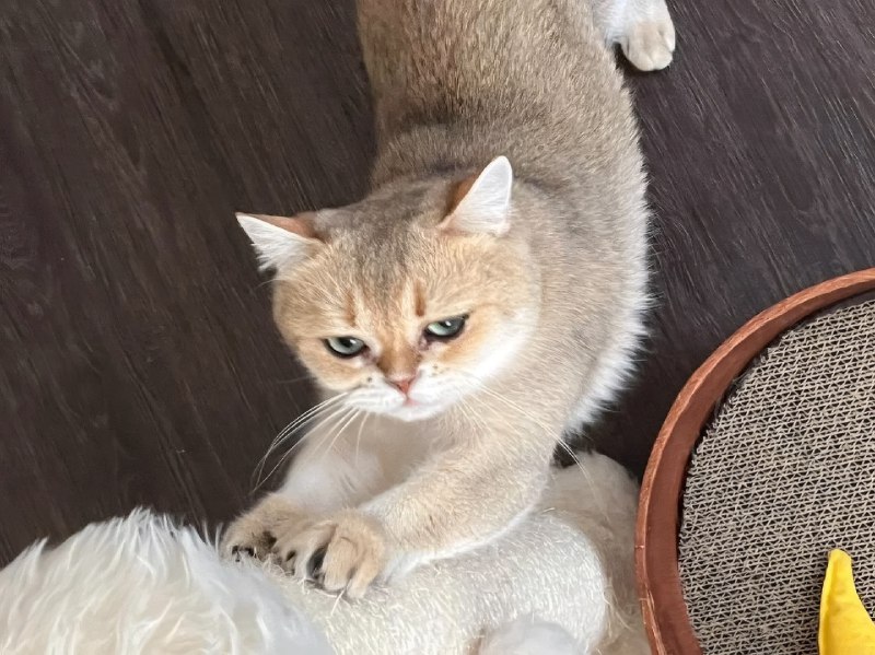 Тян показала свою кошку, у которой от природы такие ровные стрелки, будто глаза реально накрашены по