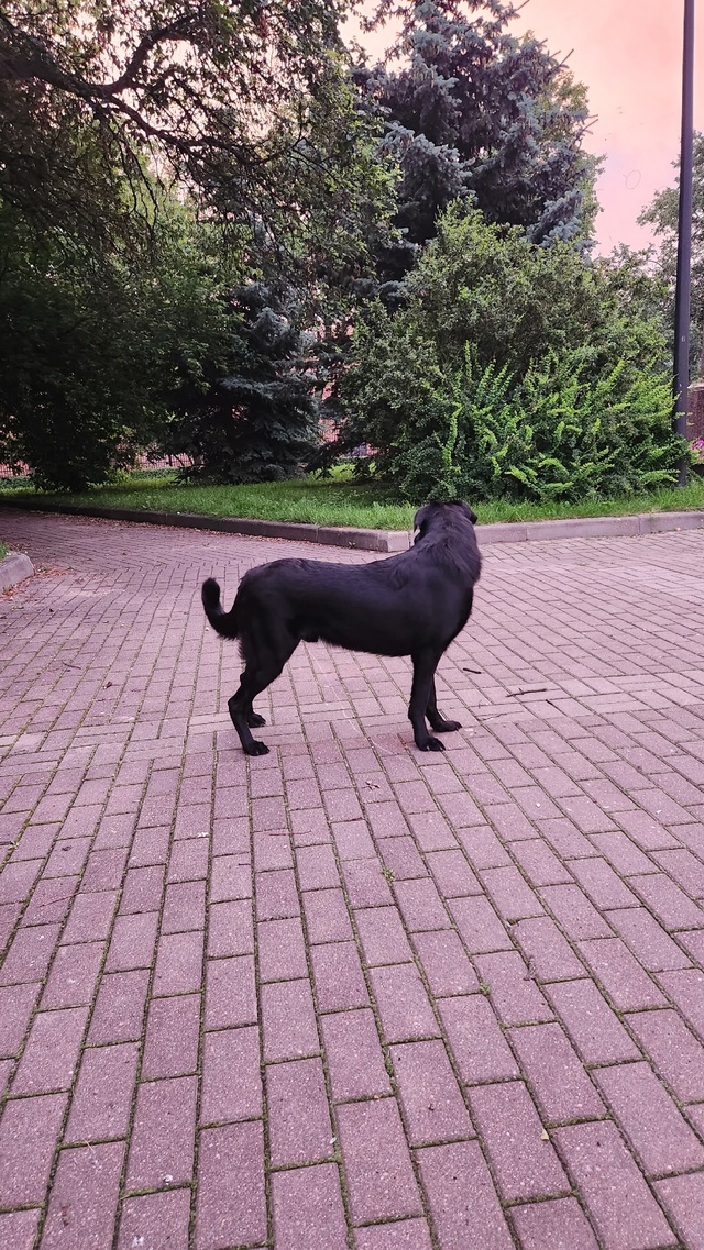 Бегает собака очень похоже, что домашняя в парке около ...