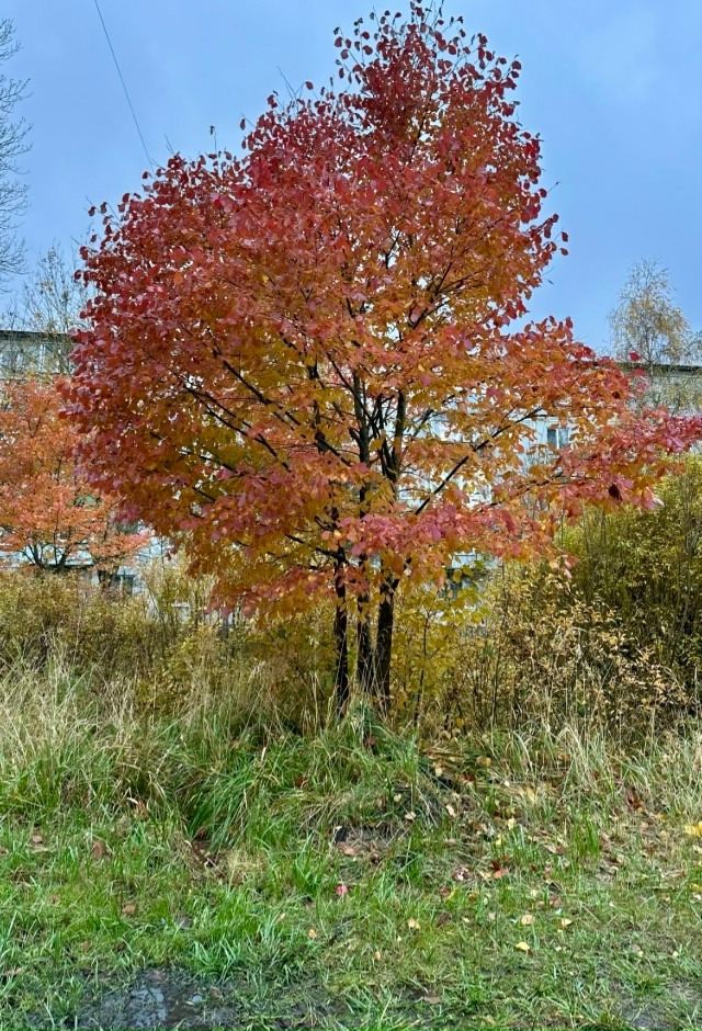 Золотой октябрь в Окуловке