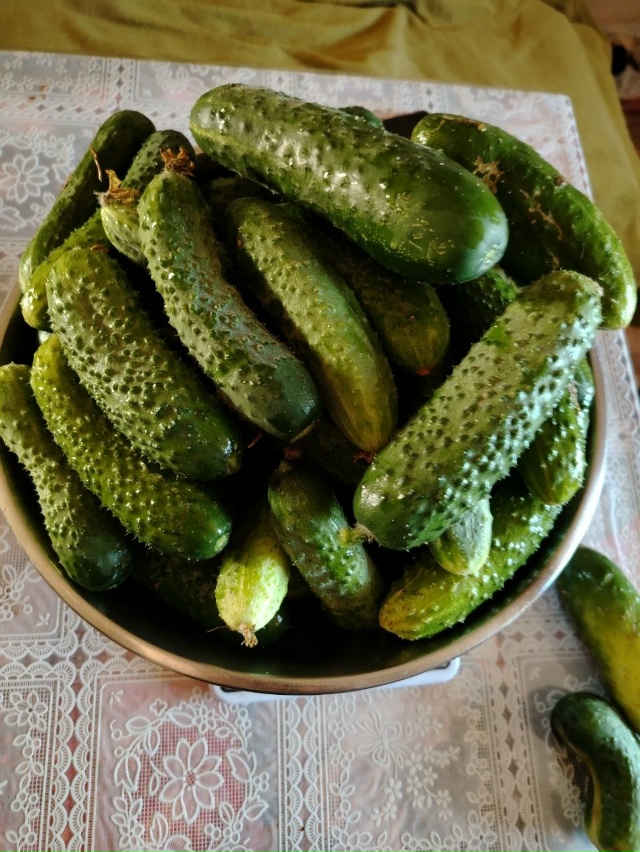 🍅 1500+ жителей города в чате Фермеры Садоводы Салавата....