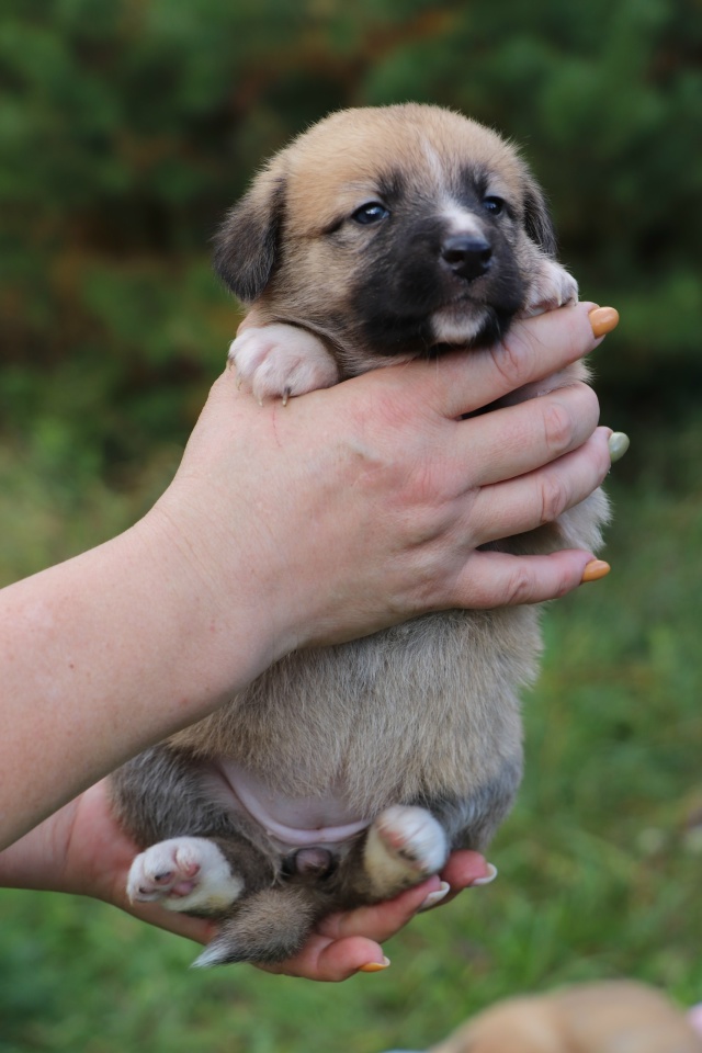 В поисках самых любящих и ответственных хозяев очаров?...