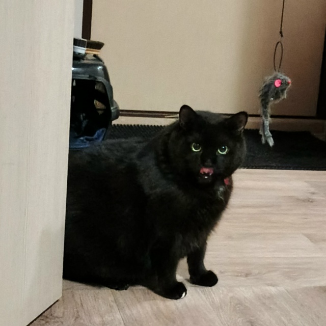 Заплатили доктору пять тыщ, и разрешили погладить Мату...