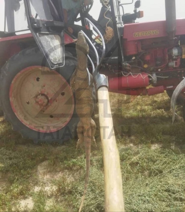 ??? Огpомная ящеpица найдена в Татаpстане в снопе се?...