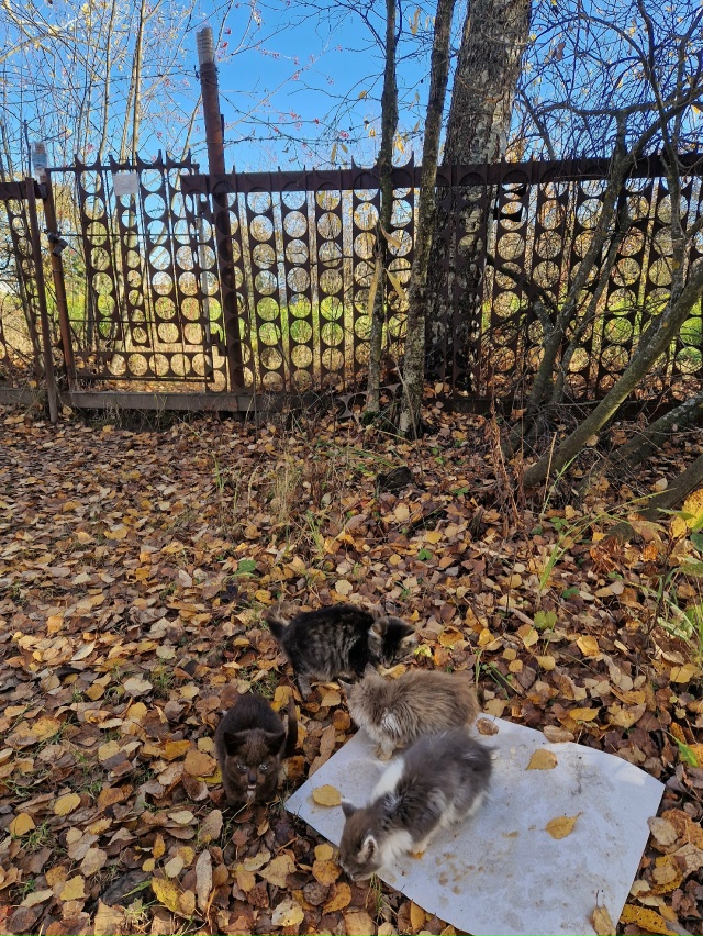 Найдены котята за садом Мичурина, около забора