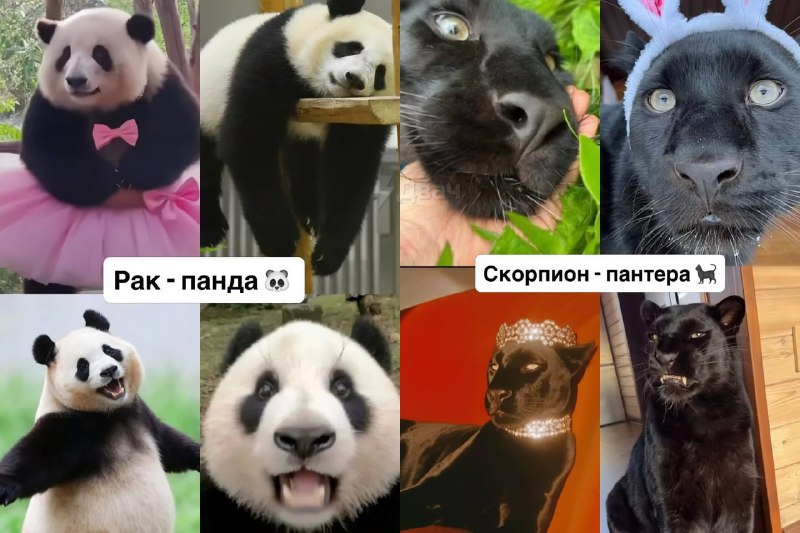 Российский астролог подобрал каждому знаку зодиака своё тотемное животное
Ищем себя, скидываем друз