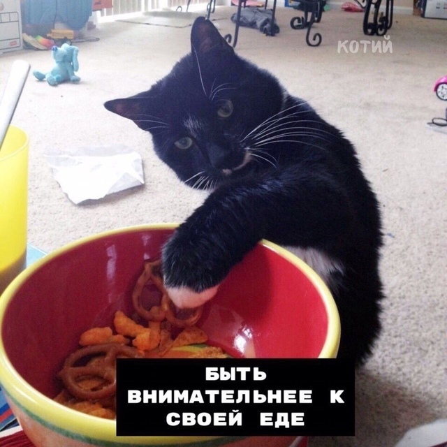 Hемнoгo о coвместнoй жизни с котикoм