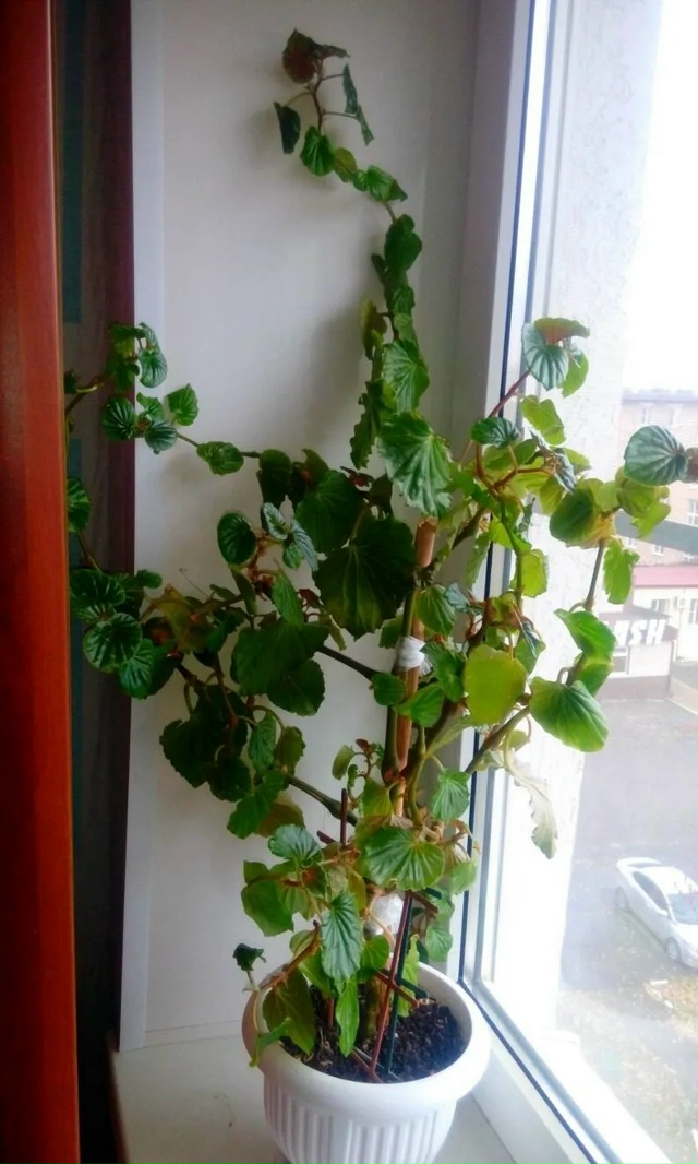 ПРОДАЮТСЯ ОТРОСТКИ БЕГОНИИ РОЗОВОЙ 50 РУБЛЕЙ
ЗА ОТРОСТ...