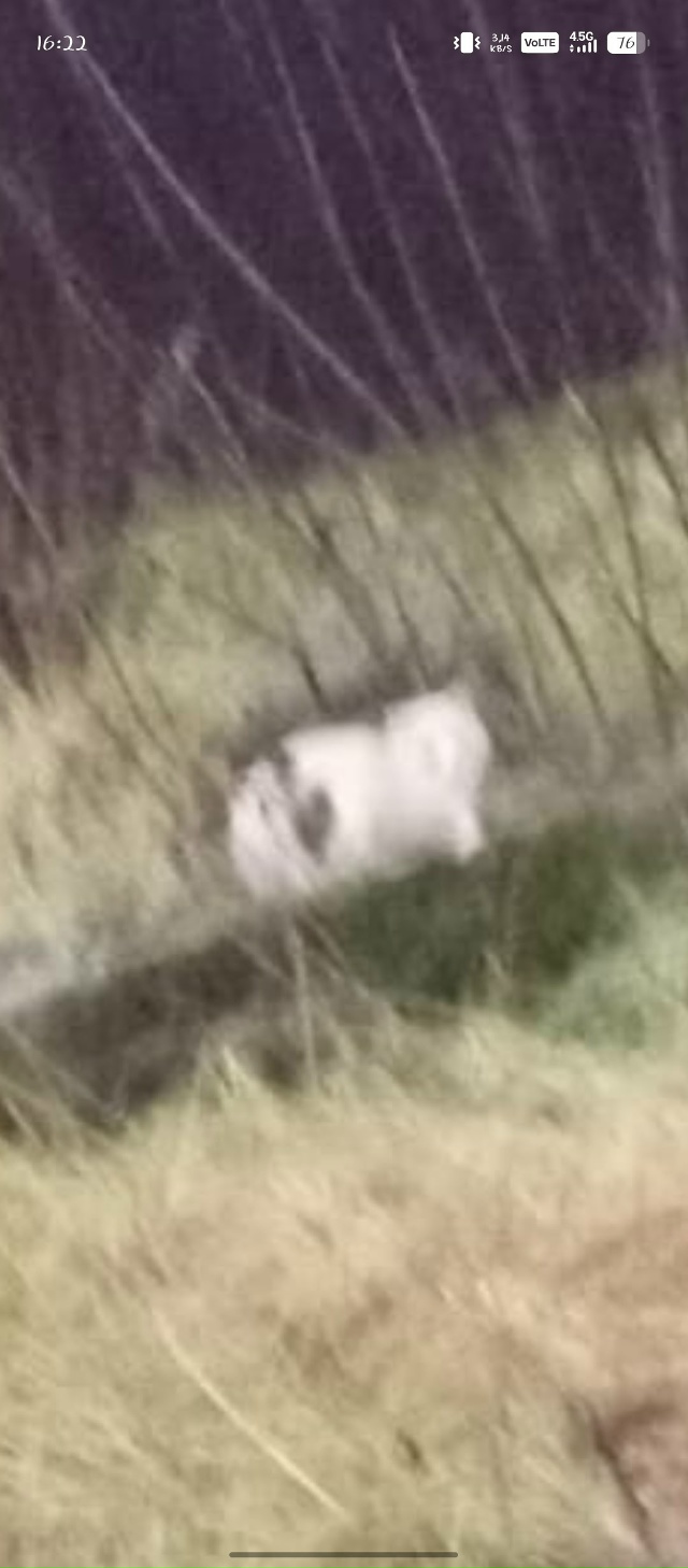 Пожалуйста можете помочь найти кота Он цветом песочно?...