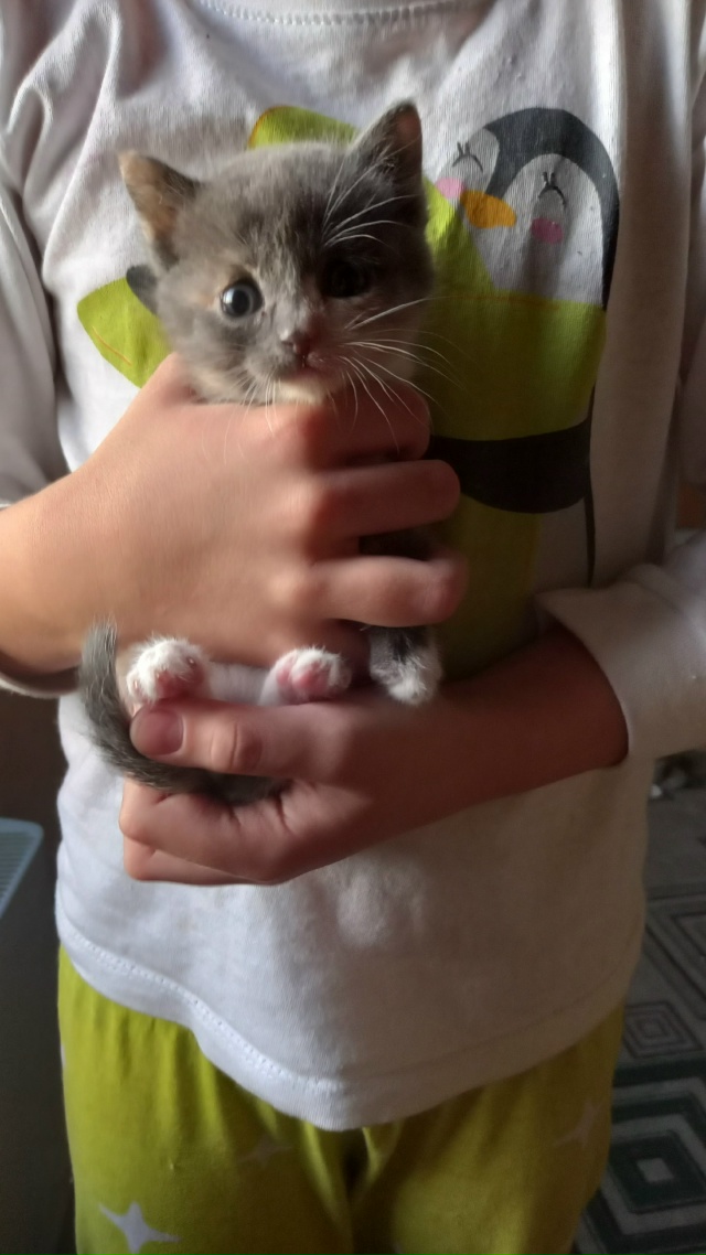 Отдам котят.89530016329