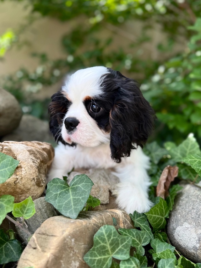 Предлагаются породные щенки ? от импортных родителей...