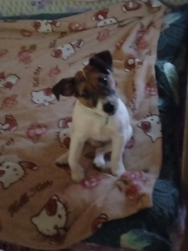 Пропала собака.. Просьба ?если увидите пишите в лс или...