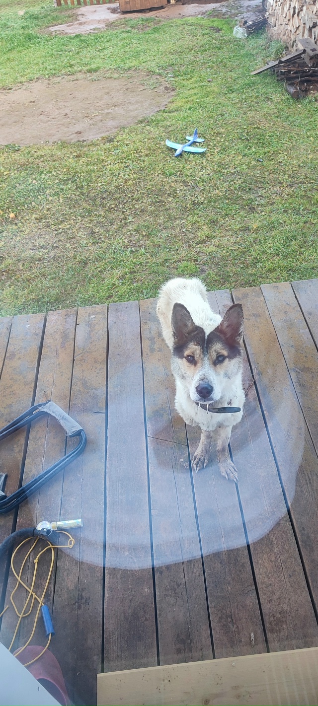 Кобель с ошейником, очень худой. Утром находился на Мая...