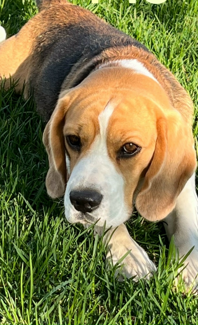 Пропала собака, порода Бигль. Убежал без ошейника, клич...