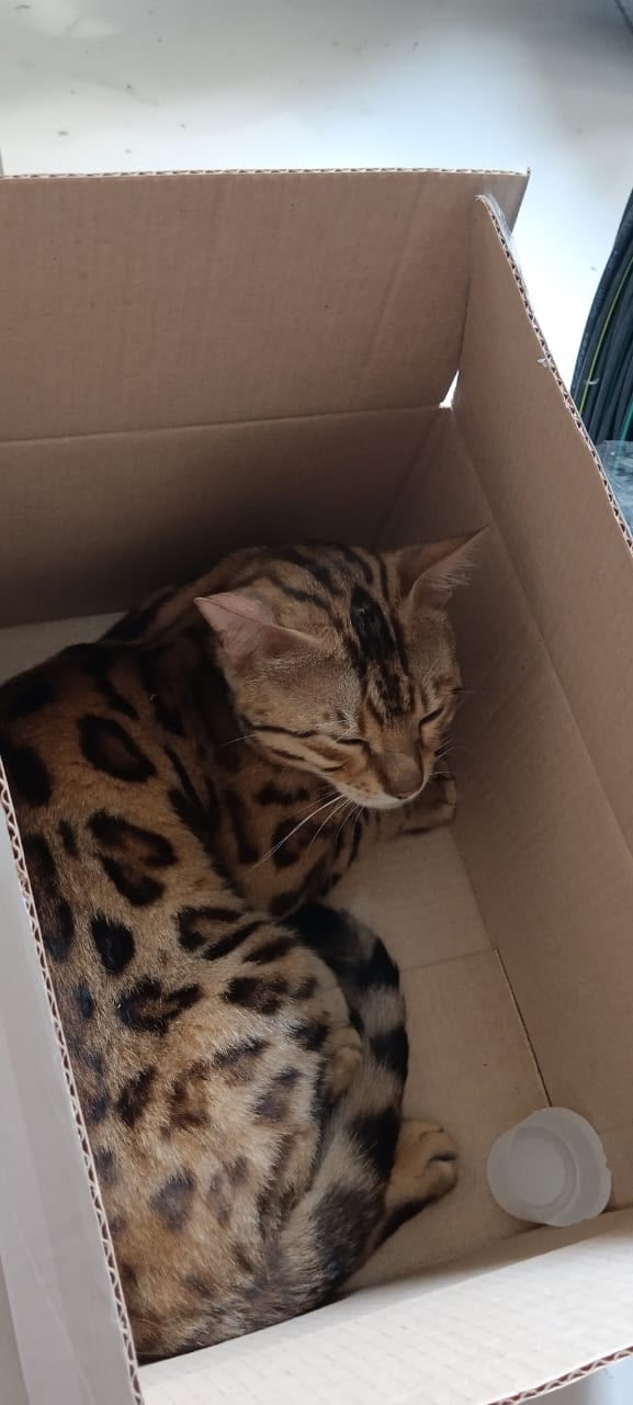 Котик с ошейником в магазине СОМ.