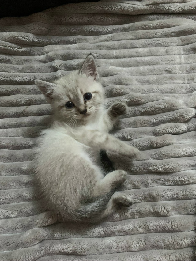 Потерялся котенок. Выскочил в подъезд. Недосмотрели. У?...