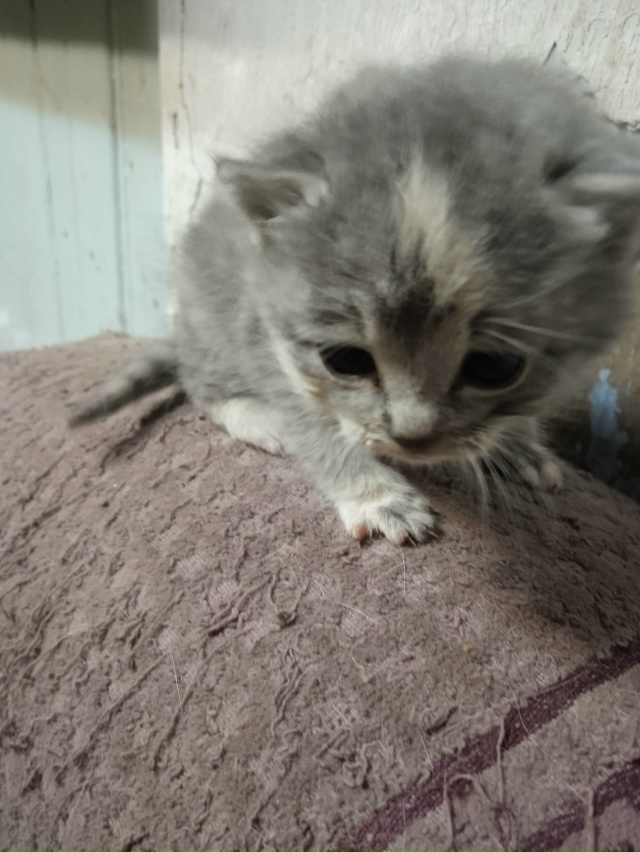 Найдена котенок маленький на улице Белинская у домов м...