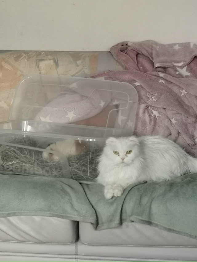 Охранинг свинуни