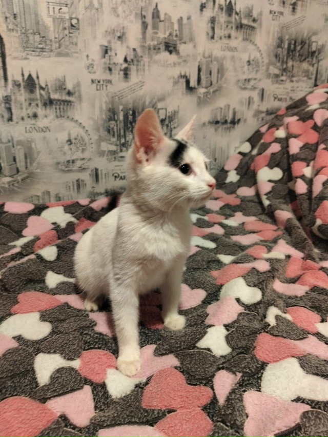 Лен., обл., г.Кировск
Малыш Беляш ищет дом, был найден в п...