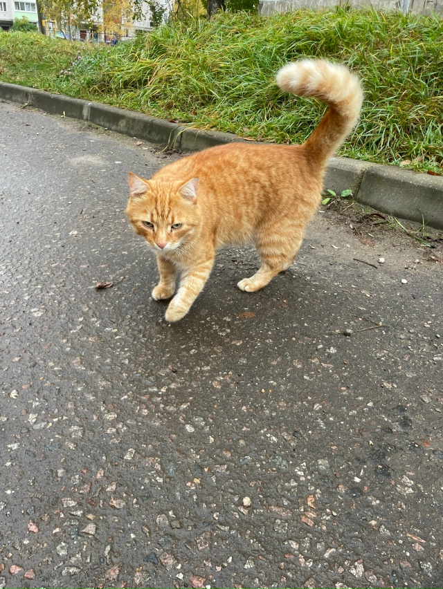 потерялся котик,недавно встретила женщину сказала ище...