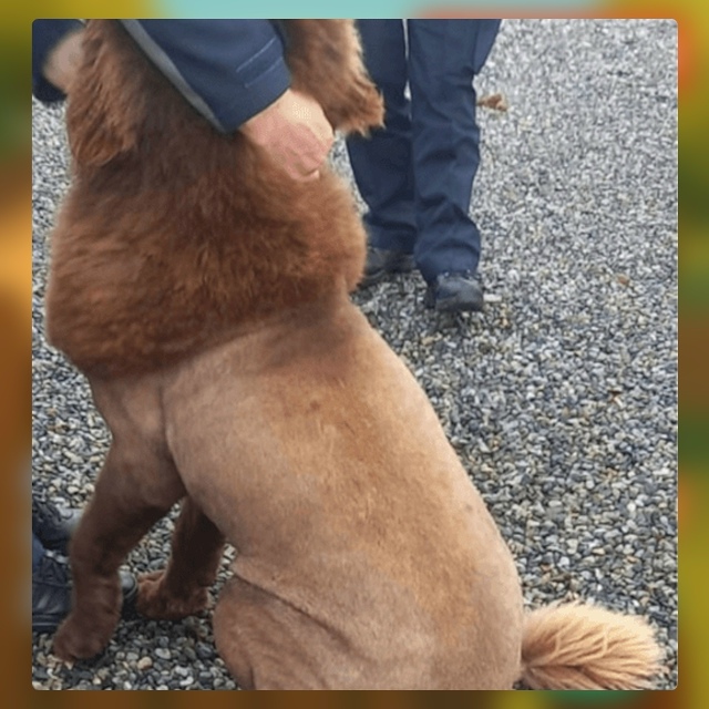 Безумные приколы
Когда стрижка идёт не по плану, она мо...